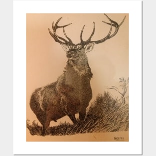 Deer Posters and Art